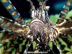 Taken at Komodo using Olympus E330 by Adrian Schokman 